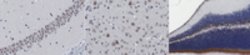 SREBP-1 Rabbit anti-Human, Clone: 20B12, MilliporeSigma 100 &mu;L;Unconjugated:Antibodies,